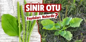 Sinir otu nedir, faydaları nelerdir?