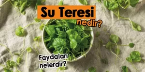 Su Teresi nedir? Faydaları nelerdir?