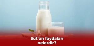 Süt’ün faydaları nelerdir?