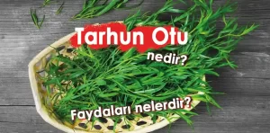 Tarhun otu nedir? Faydaları nelerdir?