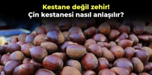 Kestane değil zehir! Çin kestanesi nasıl anlaşılır?