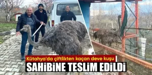 Kütahya’da kaçan deve kuşu,sahibine teslim edildi