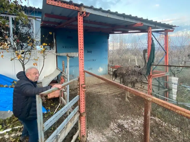 Kütahya'da kaçan deve kuşu, sahibine teslim edildi