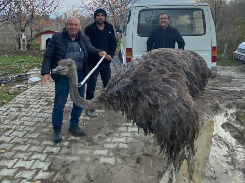 Kütahya'da kaçan deve kuşu, sahibine teslim edildi