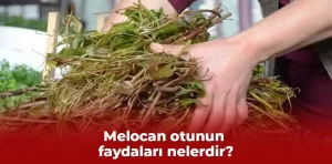 Melocan otunun faydaları nelerdir?