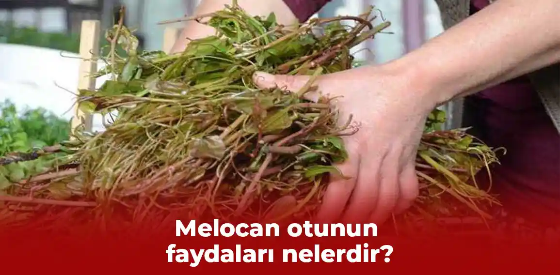 Melocan otu, halk arasında