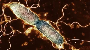 Salmonella nedir? Belirtileri nelerdir?