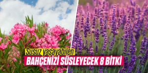 Susuz yaşayabilen, bahçenizi süsleyecek 8 bitki