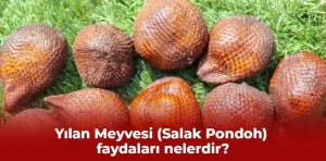 Yılan Meyvesi (Salak Pondoh) faydaları nelerdir?