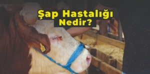 Şap hastalığı nedir?