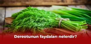 Dereotu: Faydaları ve kullanımı