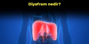 Diyafram nedir? Diyafram nerede bulunur?