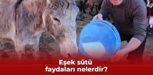 Eşek sütü faydaları nelerdir?