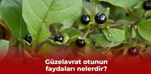 Güzelavrat otunun faydaları nelerdir?