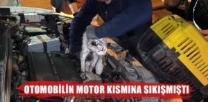 Kütahya’da otomobilin motoruna sıkışan kedi kurtarıldı 