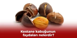 Kestane kabuğunun faydaları nelerdir?