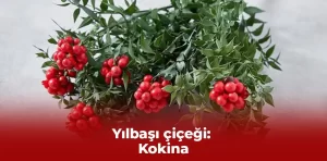 Yılbaşı çiçeği: Kokina