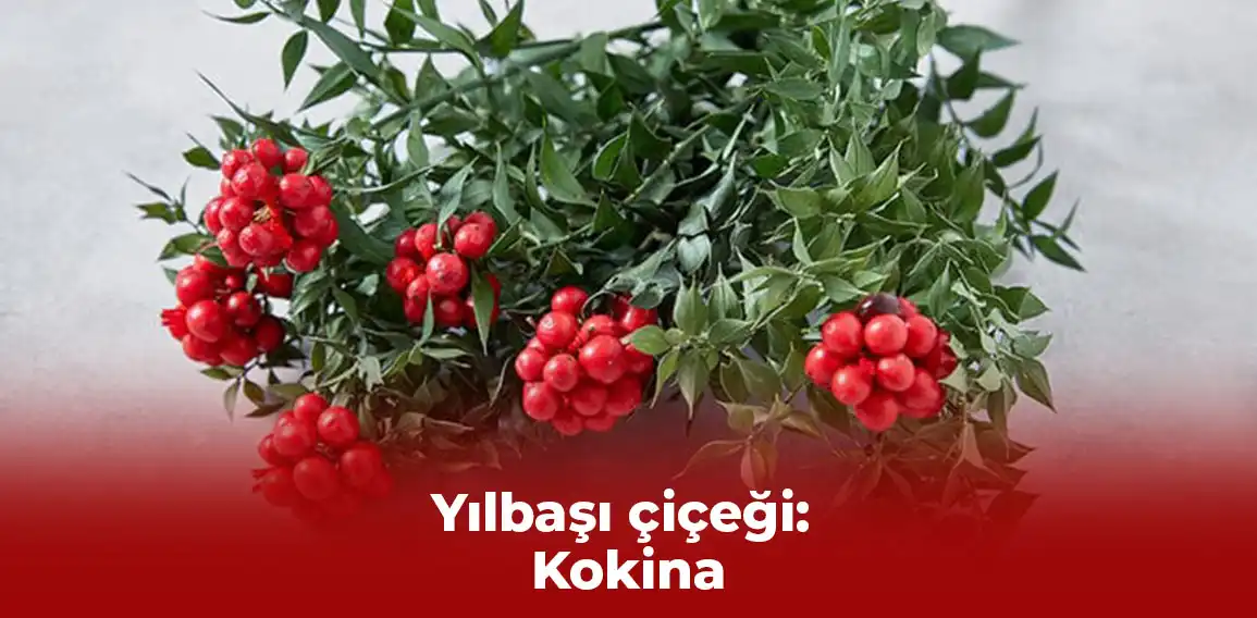 Kokina, yılbaşında süslemelerde ve