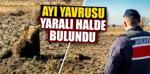 Kütahya’da yaralı bulunan ayı yavrusu tedavi altına alındı