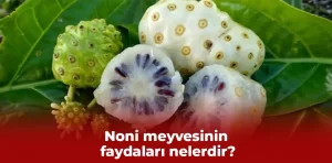 Noni meyvesinin faydaları nelerdir?