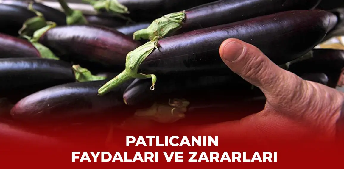 Patlıcan, Solanaceae familyasından, Güney