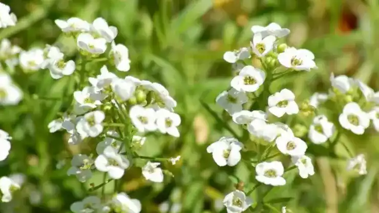 Çobançantası otu, halk arasında