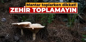 Doğada yetişen zehirli mantarlara dikkat