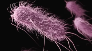 E. Coli(Koli Basili) Nedir? Nasıl Bulaşır?