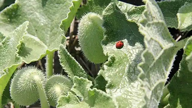 Eşek hıyarı, Cucurbitaceae familyasından