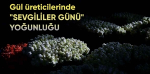 Gül üreticilerinde “Sevgililer Günü” yoğunluğu