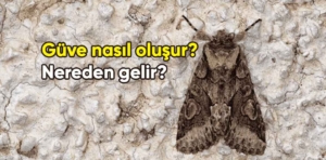 Güve nasıl oluşur, nereden gelir, ne kokusuna gelmez?