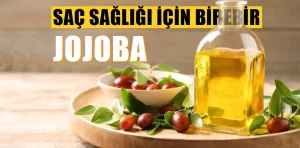 Jojoba Yağı Nedir? Faydaları Nelerdir?