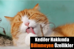 Kediler hakkında bilinmeyenler