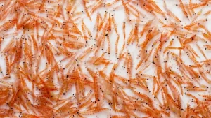 Krill Yağı Nedir? Faydaları Nelerdir?