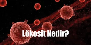 Lökosit Nedir?