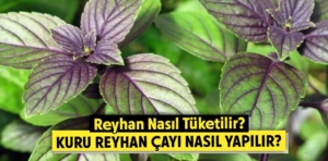 Reyhan Nasıl Tüketilir? Kuru Reyhan Çayı Nasıl Yapılır?