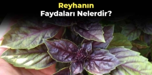 Reyhanın faydaları nelerdir?