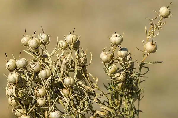 Üzerlik Otu Nedir Nazara Faydası Var Mıdır