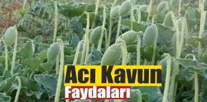 Acı kavun faydaları nelerdir? Zararlı mıdır?