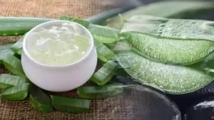 Aloe Vera nedir, nasıl kullanılır? Faydaları nelerdir?