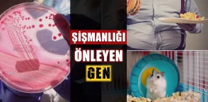 Şişmanlamayı önleyen gen: Yeni bir umut kaynağı mı?