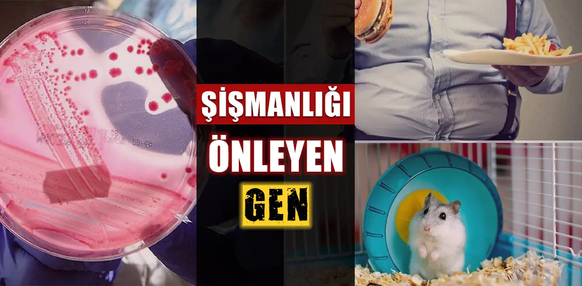 Farelerde Şişmanlamayı Önleyen Gen