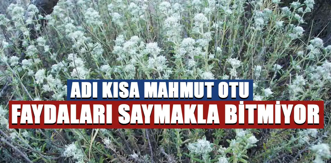 Kısa Mahmut otu, sağlık