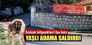 Kütahya’da sokak köpekleri yaşlı adama saldırdı 