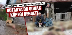 Kütahya’da sokak köpekleri ağıldaki hayvanlara saldırdı