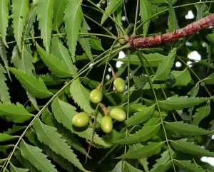 Neem ağacı nedir?