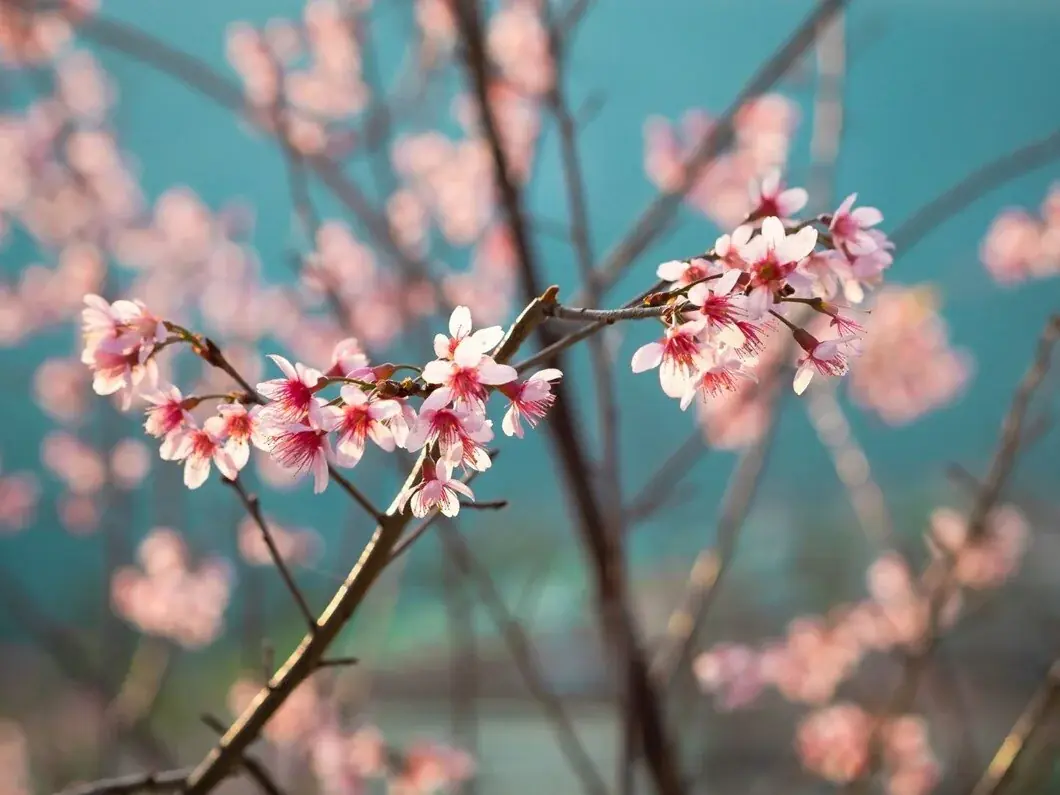 Sakura ağacı, son zamanlarda