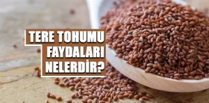 Tere tohumu faydaları nelerdir?