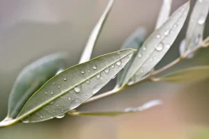 Zeytin yaprağı çayı faydaları nedir?