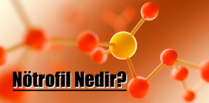 Nötrofil nedir? Nötrofil düşüklüğü nedenleri nelerdir?